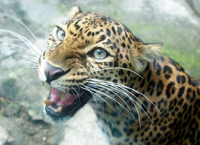 Báo hoa mai là một loài vật báo hiệu sự chết chóc ở bản Tày.