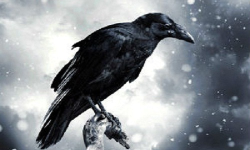 Ngoài báo hoa mai, quạ cũng là một trong ba loài vật báo điềm gở.