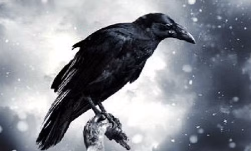 Ngoài báo hoa mai, quạ cũng là một trong ba loài vật báo điềm gở.