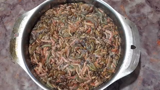 Thoạt nhìn, nhiều người phải chết khiếp khi thấy hình dáng gần giống con đỉa, con rết của loài rươi. Chúng là loại hải trùng có nhiều ở Hải Dương, Hải Phòng, Quảng Ninh, Thái Bình... Có thời điểm đầu mua, rươi được rao bán khá đắt, từ 400.000 đồng/kg.