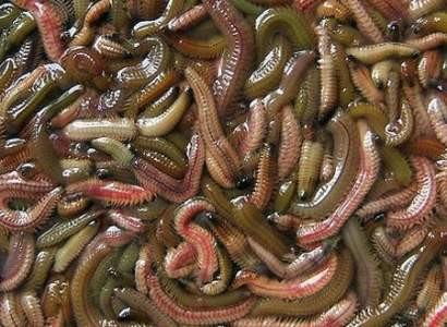 Riêng những món rươi kho nồi đất hoặc đã qua chế biến sẽ có giá đắt gấp 2-3 lần rươi tươi, từ 1-2 triệu đồng.