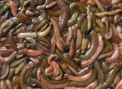 Riêng những món rươi kho nồi đất hoặc đã qua chế biến sẽ có giá đắt gấp 2-3 lần rươi tươi, từ 1-2 triệu đồng.