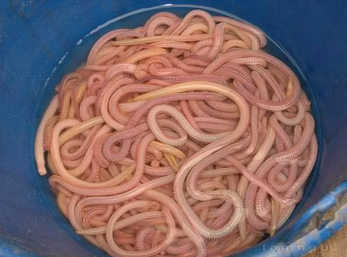 Sá sùng có hình dánh tuy khá đáng sợ song chúng lại được coi là đặc sản biển vô cùng quý và có giá khá đắt đỏ. Giá bán sá sùng tươi ra thị trường dao động từ 280.000 đến 300.000 đồng/kg.