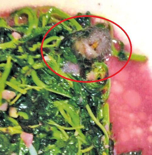 Khách đến nhà hàng ở Trung tâm mua sắm Xijiao Bailian ở thành phố Thượng Hải cũng thất kinh khi ăn đến món rau xào thì phát hiện một con chuột chết nằm lẫn trong đĩa. Một vị khách ngồi ở cạnh đó chứng kiến đã lập tức nôn ọe sau khi nhìn thấy cảnh tượng kinh khủng này.