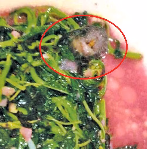 Khách đến nhà hàng ở Trung tâm mua sắm Xijiao Bailian ở thành phố Thượng Hải cũng thất kinh khi ăn đến món rau xào thì phát hiện một con chuột chết nằm lẫn trong đĩa. Một vị khách ngồi ở cạnh đó chứng kiến đã lập tức nôn ọe sau khi nhìn thấy cảnh tượng kinh khủng này.