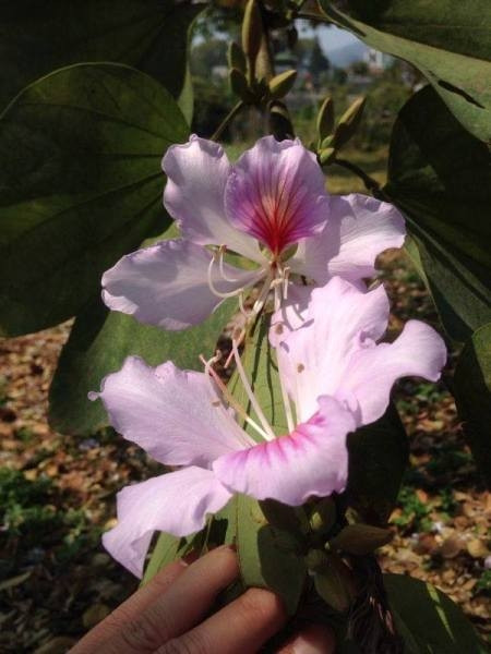 Tay Bác dep me hon trong nhũng ngay chom dong