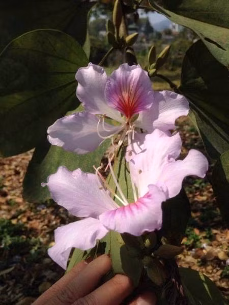 Tay Bác dep me hon trong nhũng ngay chom dong