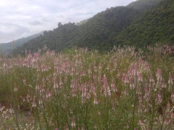 Tay Bác dep me hon trong nhũng ngay chom dong-Hinh-2