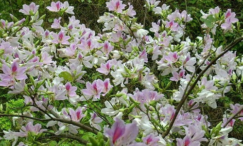 Tay Bác dep me hon trong nhũng ngay chom dong-Hinh-14