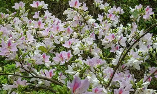 Tay Bác dep me hon trong nhũng ngay chom dong-Hinh-14