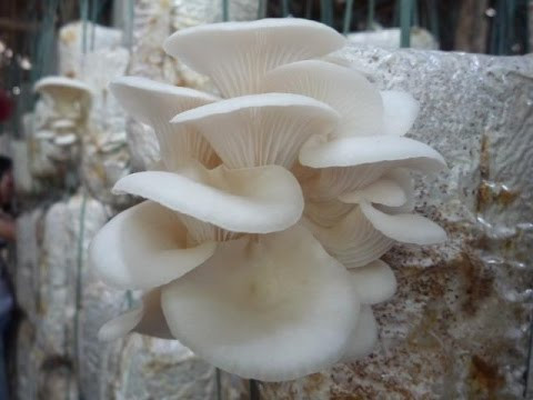 Khi thấy mầm nấm nhú lên, tưới nước sạch 2-3 lần/ngày tuỳ vào thời tiết. Ngưng tưới vài giờ trước khi hái nấm, để nấm ráo dễ bảo quản hơn.