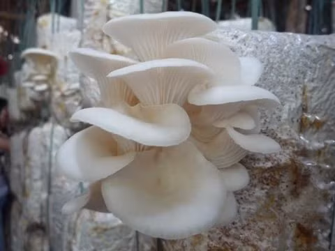 Khi thấy mầm nấm nhú lên, tưới nước sạch 2-3 lần/ngày tuỳ vào thời tiết. Ngưng tưới vài giờ trước khi hái nấm, để nấm ráo dễ bảo quản hơn.