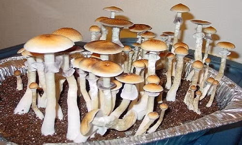 Tuy nhiên, một điểm bạn cần chú ý khi trồng nấm tại nhà đó là mỗi loại lại thích hợp với đất trồng khác nhau. Do đó, khâu chuẩn bị loại đất cho nấm rất quan trọng để chậu nấm nhà bạn phát triển tốt.