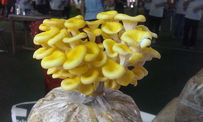 Hình ảnh nấm lớn nhanh vùn vụt tại nhà mà không quá cầu kỳ công chăm sóc.