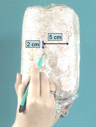 Đối với dạng nấm treo, bạn cần rạch bịch: mỗi bịch chỉ rạch 7-9 đường, mỗi đường dài 2cm, đường này cách đường kia 5cm, mỗi đường sâu 3mm.