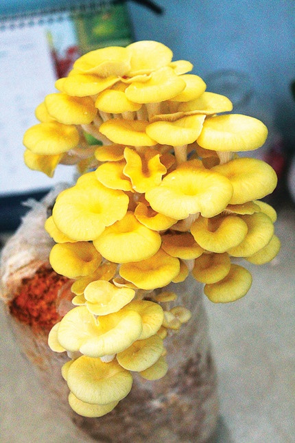 Thay vì lo lắng chọn mua nấm ngoài chợ không đảm bảo, bạn đã tự tay trồng được nấm sạch để chế biến món ăn cho gia đình.