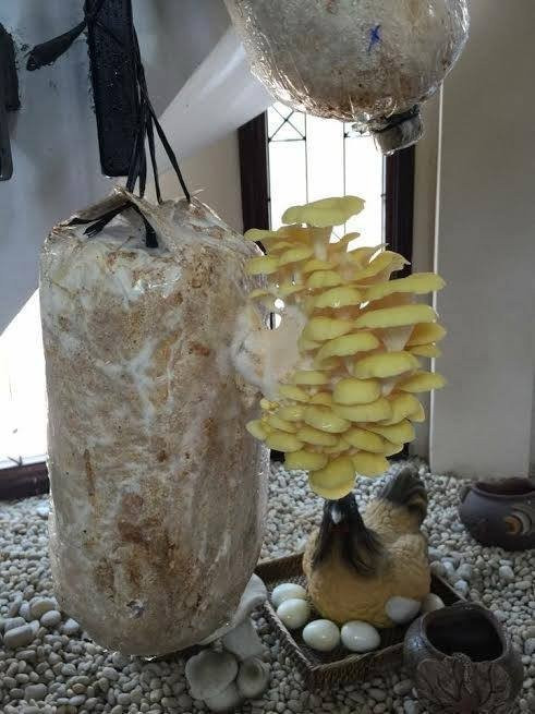 Sau đó, treo phôi nấm nơi mát mẻ, có độ ẩm, có mái che, tránh nắng trực tiếp, nên tạo độ ẩm xung quanh môi trường nơi đặt bịch. Sau khoảng 7-30 ngày mầm nấm sẽ nhú lên.