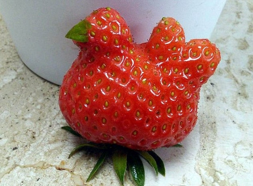 Hồi tháng 6/2015, trang trại Grove ở Bonnyrigg, gần Edingburgh, Scotland cũng vô cùng ngạc nhiên khi phát hiện quả dâu tây hình con gà "độc nhất vô nhị" trong vườn.