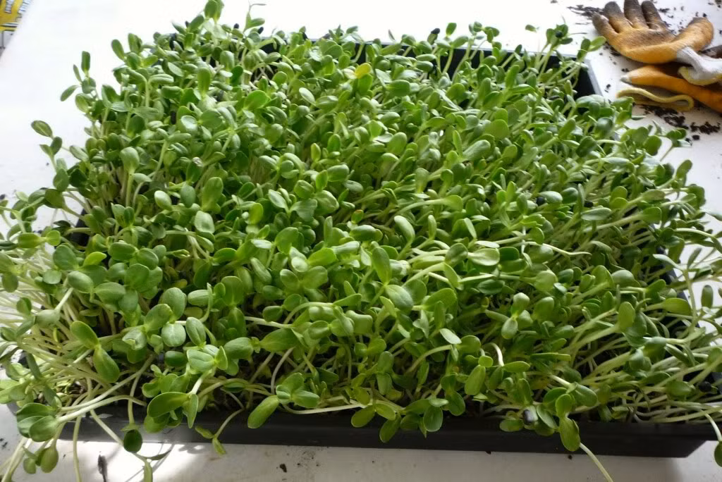 Sau khoảng 3 ngày tiếp theo bạn sẽ có một khay mầm mọc tươi xanh mơn mởn. Bạn có thể thu hoạch rau mầm bằng kéo.