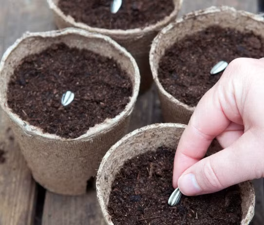 Gieo hạt hướng dương vào chậu, phủ lớp đất khoảng 2cm lên trên hạt và tưới nước giữ ẩm nhẹ nhàng.