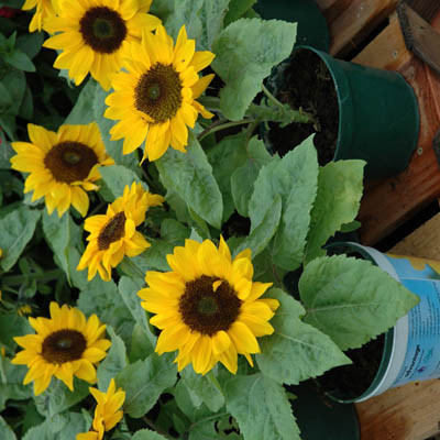 Một chậu hướng dương để bàn hoặc ban công sẽ tô điểm thêm không gian sống thật rực rỡ, đáng yêu. Nếu muốn tự tay trồng loài hoa này, bạn có thể tham khảo những chú ý trồng hướng dương bằng hạt dưới đây, để có chậu hoa ưng ý.