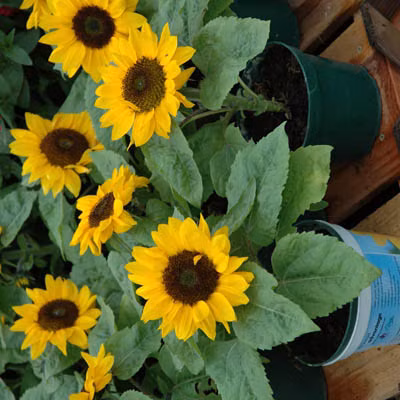 Một chậu hướng dương để bàn hoặc ban công sẽ tô điểm thêm không gian sống thật rực rỡ, đáng yêu. Nếu muốn tự tay trồng loài hoa này, bạn có thể tham khảo những chú ý trồng hướng dương bằng hạt dưới đây, để có chậu hoa ưng ý.