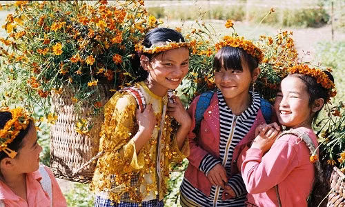 Nang dat vang Ha Giang nhung ngay dau dong-Hinh-14