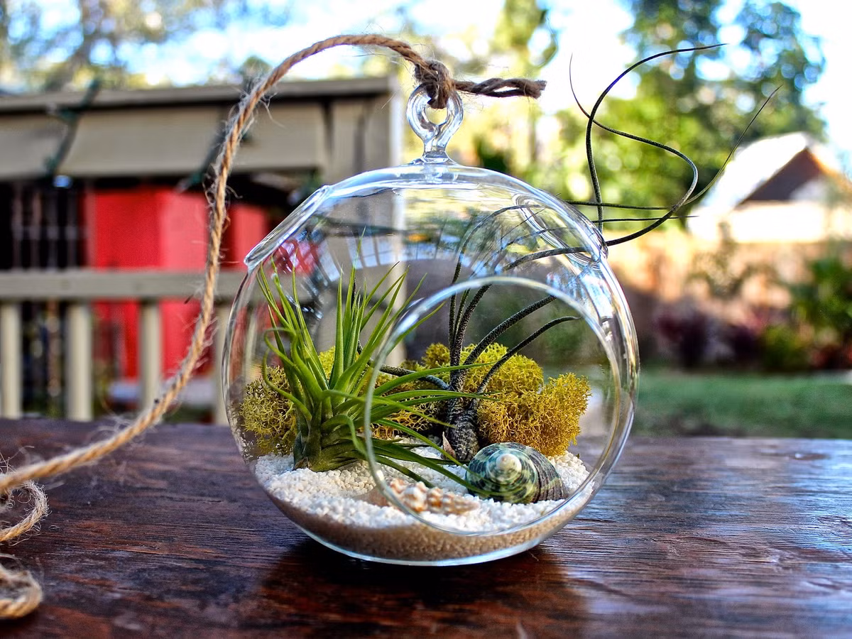 Cây trồng trong lọ thủy tinh terrarium giá từ 150.000 đồng, có bán tại rất nhiều cửa hàng ở Hà Nội, chúng sẽ là món quà ý nghĩa cho những thầy cô yêu thiên nhiên, cỏ cây.