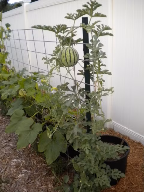 Bước 5: Sau khi gieo trồng khoảng 1 tháng, dưa hấu sẽ leo giàn, bạn có thể dùng lưới để giúp cây leo lên.