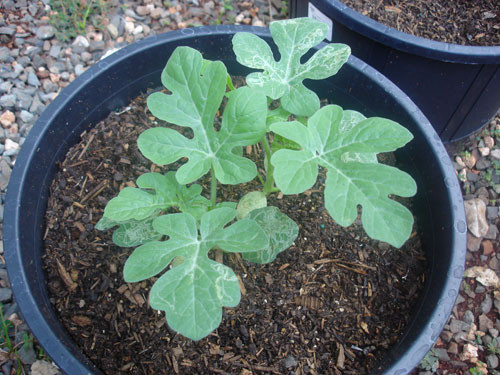 Bước 3: Nếu bạn gieo hạt vào bầu đất, khi thấy cây con được 7-10 ngày, vừa nhú lá nhám, đem trồng vào chậu lớn hơn. Đào hốc sâu 5-7 cm, rộng 10 cm, bón phân lót, đất mịn, lớp tro trấu và trồng cây non.