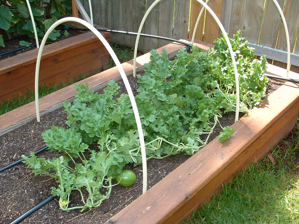 Nếu dưa bò dưới đất, quả nằm phía dưới thì không cần thao tác này.