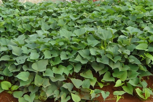 Lá khoai lang cũng là mặt hàng lạ mà người Trung Quốc sang Việt Nam thu mua với giá 10.000 đồng/kg.