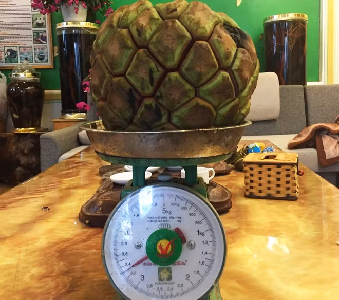 Na rừng nặng tới 5kg ở Lào Cai cũng được thu mua giá 500.000 đồng với lý do làm dược liệu chế biến thuốc. Vì kiếm thêm thu nhập, người dân phải đối mặt với nhiều nguy hiểm khi đi hái loại quả rừng này vì chúng thường có ở vùng đầu nguồn, quả to thường ở những nơi cao trên 600 - 800m. Ảnh: Zing.