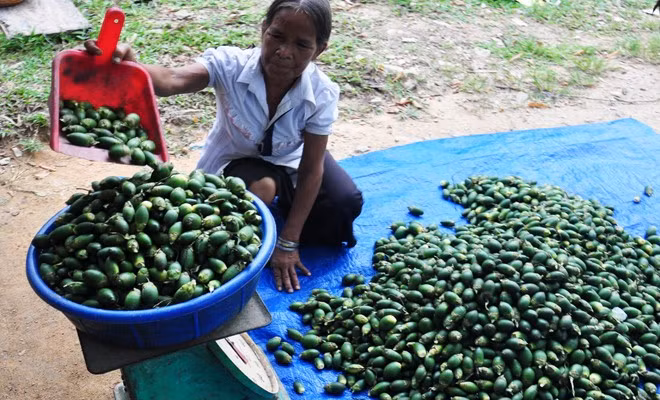 Đầu tháng 10/2015, tại nhiều vùng quê miền Trung, các thương lái lại lùng sục thu mua cau non, khiến giá cau tăng gấp 3 lần, lên 30.000 đồng/buồng.