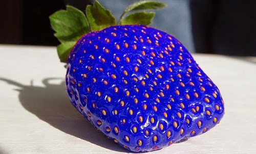 Dâu tây xanh da trời ngoài độc lạ về màu sắc, chúng còn có "tuổi thọ" lâu hơn so với dâu tây đỏ, vàng khi bảo quản, vận chuyển.