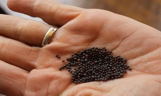 Bước 1: Bạn mua hạt giống củ cải trắng tại các chợ rau, hàng bán hạt giống với giá từ 10.000 đồng/gói. Hạt giống thích hợp nẩy mầm ở nhiệt độ 10 - 21 độ C. Củ cải trồng vào thời điểm này thường ngọt hơn trồng vào mùa xuân.