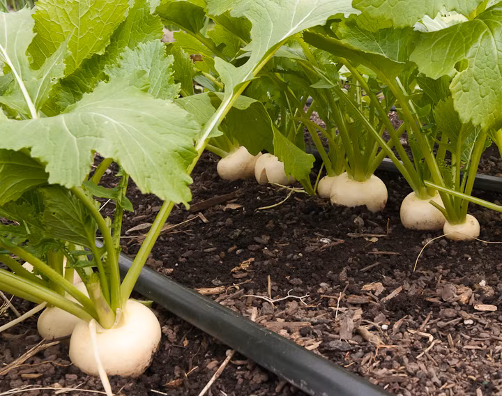 Nếu có cỏ dại trong chậu cải, đừng quên loại bỏ chúng.