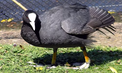 Thay vì chọn món quà truyền thống, năm nay khá nhiều bậc phụ huynh mua đặc sản tiến vua để biếu thầy cô nhân ngày 20/11. Nhiều món quà thiết thực, độc lạ, trong đó, có cặp sâm cầm.