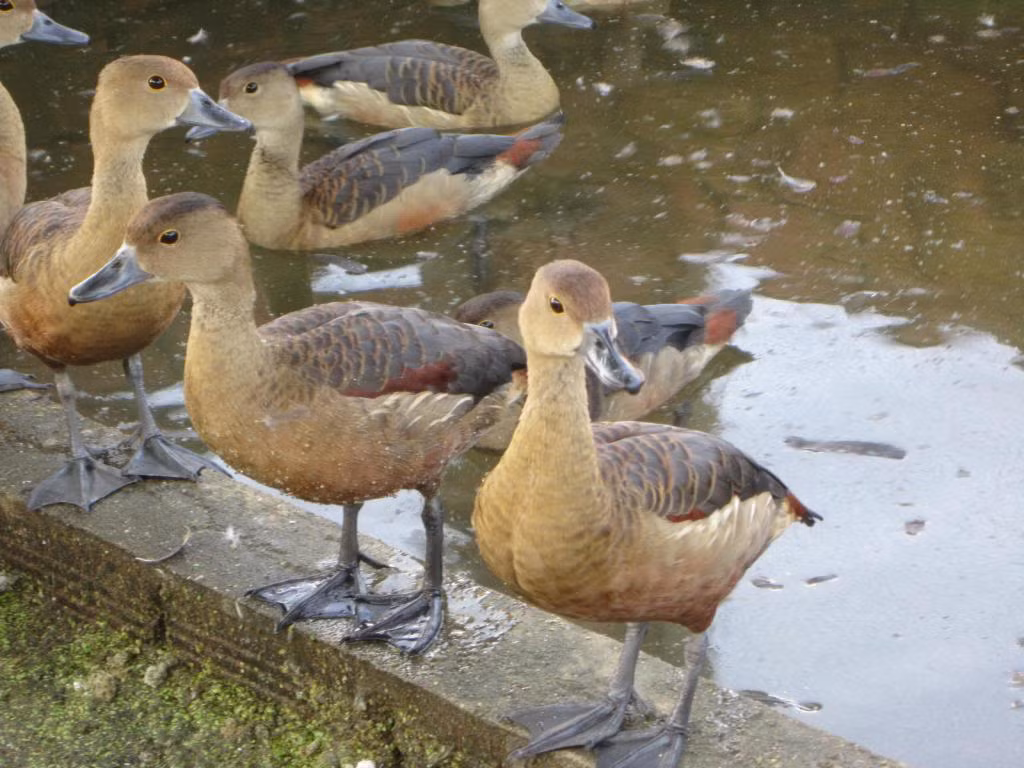Các trang trại chăn nuôi ngoại thành cũng có khách tìm mua cặp le le làm quà. Với những gia đình có điều kiện, chi từ 1 – 1,3 triệu đồng mua le le không phải điều quá khó.