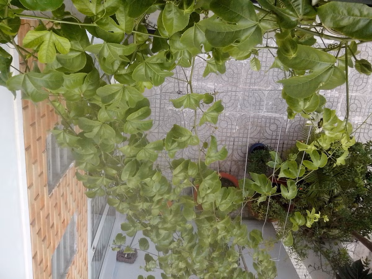 Bạn có thể bón các loại phân vi sinh, phân đạm, lân, NPK ... theo liều lượng thích hợp để cây nhanh lớn.