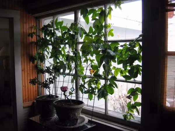 Sau khoảng 3 tháng, cây cao khoảng 70cm, do là loại dây leo nên bạn cần làm giàn cho chúng. Có thể làm giàn theo kiểu giàn mướp hoặc kiểu chữ T. Giàn kiểu chữ T chanh leo phát triển tốt hơn do ánh sáng tiếp xúc bề mặt tán lớn, hạn chế nấm bệnh.