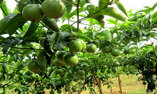 Chanh leo (chanh dây) là loại cây dễ trồng ở vườn nhà phố, chúng có thể leo ban công, làm đẹp khu vườn nhỏ trên sân thượng. Để trồng chanh leo, bạn có thể mua hạt giống tại các cửa hàng bán hạt giống hoa, cây ăn quả trên phố Nguyễn Trãi, Hoàng Hoa Thám (Hà Nội) với giá dao động trên dưới 25.000 đồng/gói.