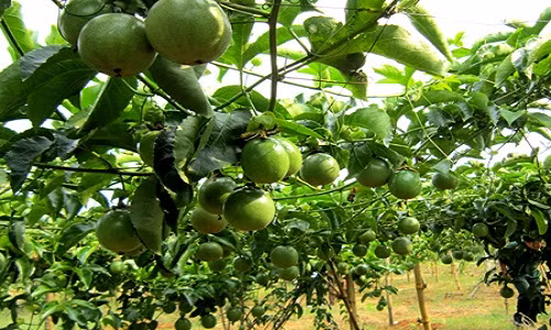 Chanh leo (chanh dây) là loại cây dễ trồng ở vườn nhà phố, chúng có thể leo ban công, làm đẹp khu vườn nhỏ trên sân thượng. Để trồng chanh leo, bạn có thể mua hạt giống tại các cửa hàng bán hạt giống hoa, cây ăn quả trên phố Nguyễn Trãi, Hoàng Hoa Thám (Hà Nội) với giá dao động trên dưới 25.000 đồng/gói.