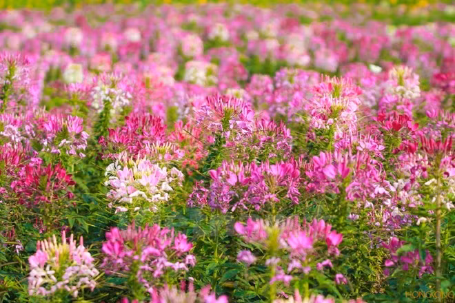 Sắc màu rực rỡ của cánh đồng hoa túy điệp ở Thung lũng hoa Hồ Tây (Hà Nội) khiến nhiều người mê mẩn.