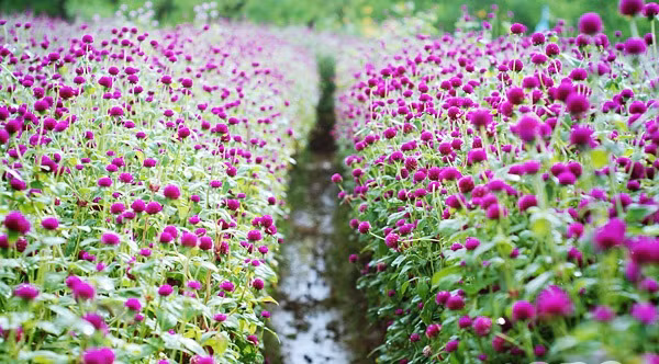 Nằm gần vườn đào Nhật Tân là vườn hoa bách nhật. Giá vào các khu vườn hoa bách nhật dao động từ 30.000 đồng/người, riêng ekip chụp ảnh cưới cần chi từ 70.000 - 100.000 đồng. Ngoài ra, chi phí gửi xe máy khoảng 5.000 - 10.000 đồng.