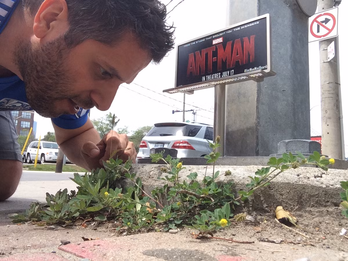 Tấm biển quảng cáo cho bộ phim "Ant man" (Người kiến) quá bé nhỏ so với những pano, áp phích, biển quảng cáo thường thấy cho những bộ phim đình đám.