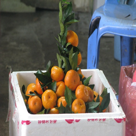 Quýt Trung Quốc thường có vỏ dày, quả to, đều, đẹp, bóng bẩy, khi bóc ra thường bị xốp, khô và có thể tươi rất lâu, thậm chí hàng tháng. Quýt Việt Nam thường mỏng vỏ, vỏ hay bị rám, vụ chín từ khoảng tháng Mười đến tháng Hai năm sau.