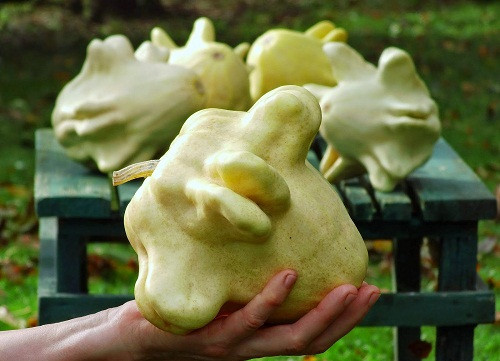 Quả bí ngô Yugoslavian Finger hay còn gọi là Pineapple được giới thiệu đầu tiên vào năm 1885 bởi James J. H. Gregory (vùng Marblehead, Massachusetts).