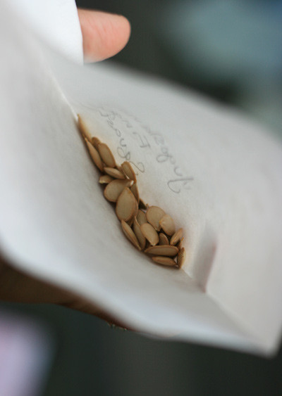 Để trồng bí ngô hình ngón tay, các bà nội trợ cần chi từ 3 USD/gói hạt giống bí (15 - 20 hạt) (khoảng 60.000 - 65.000 đồng).