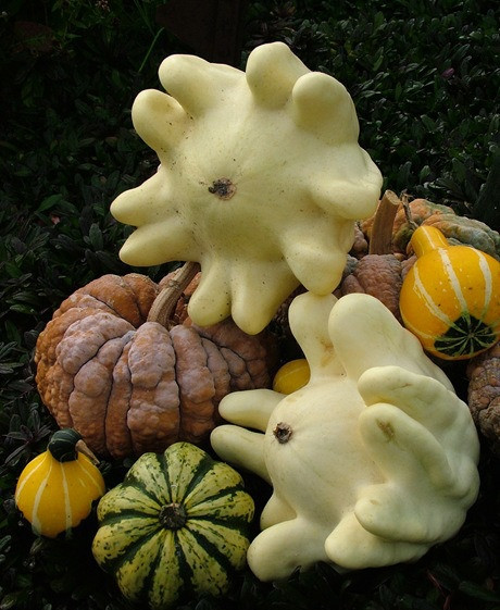 Những bà nội trợ luôn ưa thích loại bí này vì phần thịt bí bên trong rất chắc và mịn, hương vị của chúng cũng rất thơm và dễ chịu. Ngoài ra, chúng chứa Vitamins B6, A and C tốt cho cơ thể.